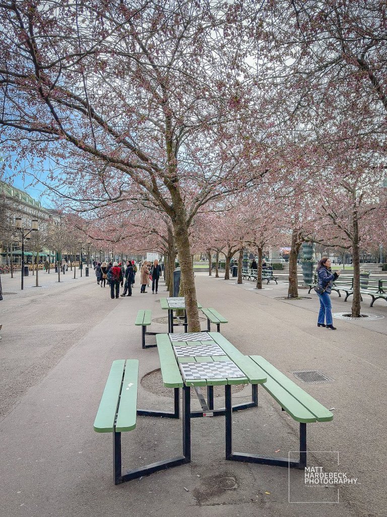 Blooming cherry blossoms arching over green benches in Kungsträdgården.