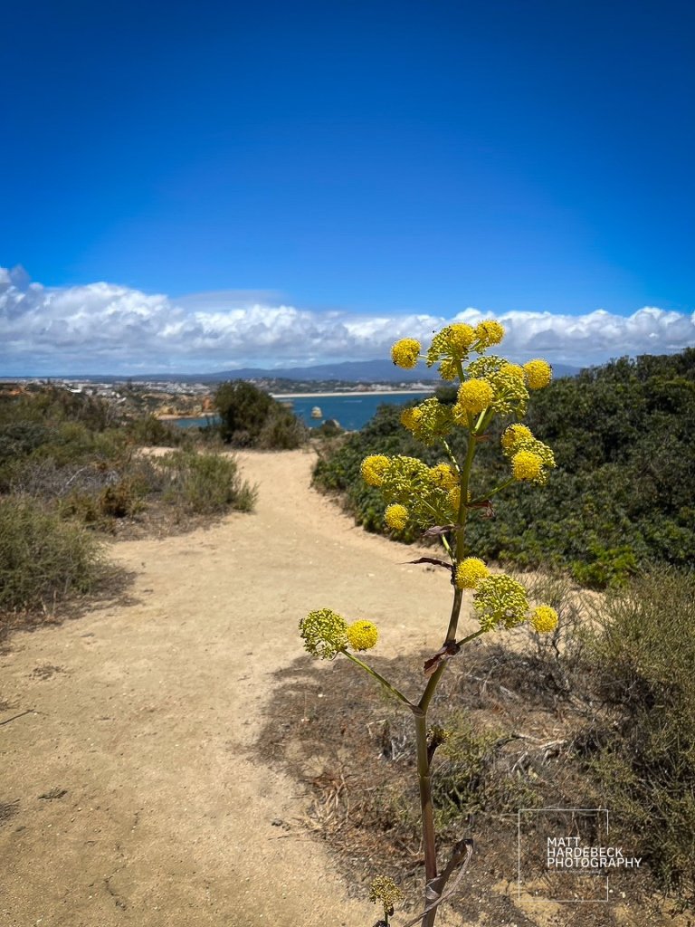 Yellow wildflower along a sandy coastal path with ocean views in the Algarve, Portugal.