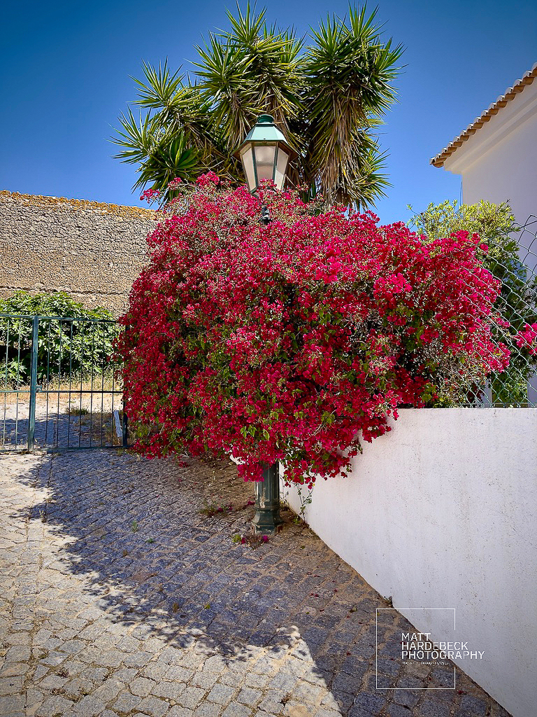 Bougainvillea in full bloom around a lamppost on a cobblestone lane in Lagos, Portugal.