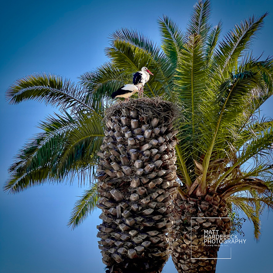 White stork perched in a nest atop a palm tree in Lagos, Portugal.